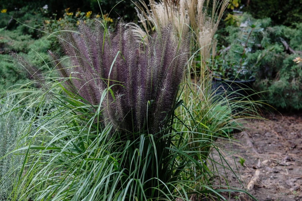 Dwarf Black Fountain Grass Seeds - 10 Count Ornamental Seeds for Zones 5-9 - Image 3