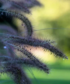 Dwarf Black Fountain Grass Seeds - 10 Count Ornamental Seeds for Zones 5-9 - Image 4