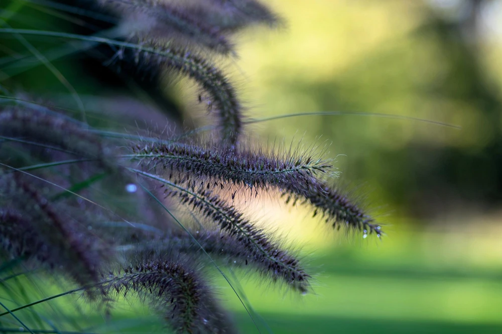 Dwarf Black Fountain Grass Seeds - 10 Count Ornamental Seeds for Zones 5-9 - Image 4