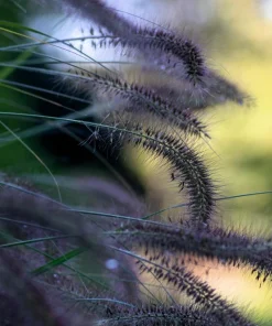 Dwarf Black Fountain Grass Seeds - 10 Count Ornamental Seeds for Zones 5-9 - Image 5