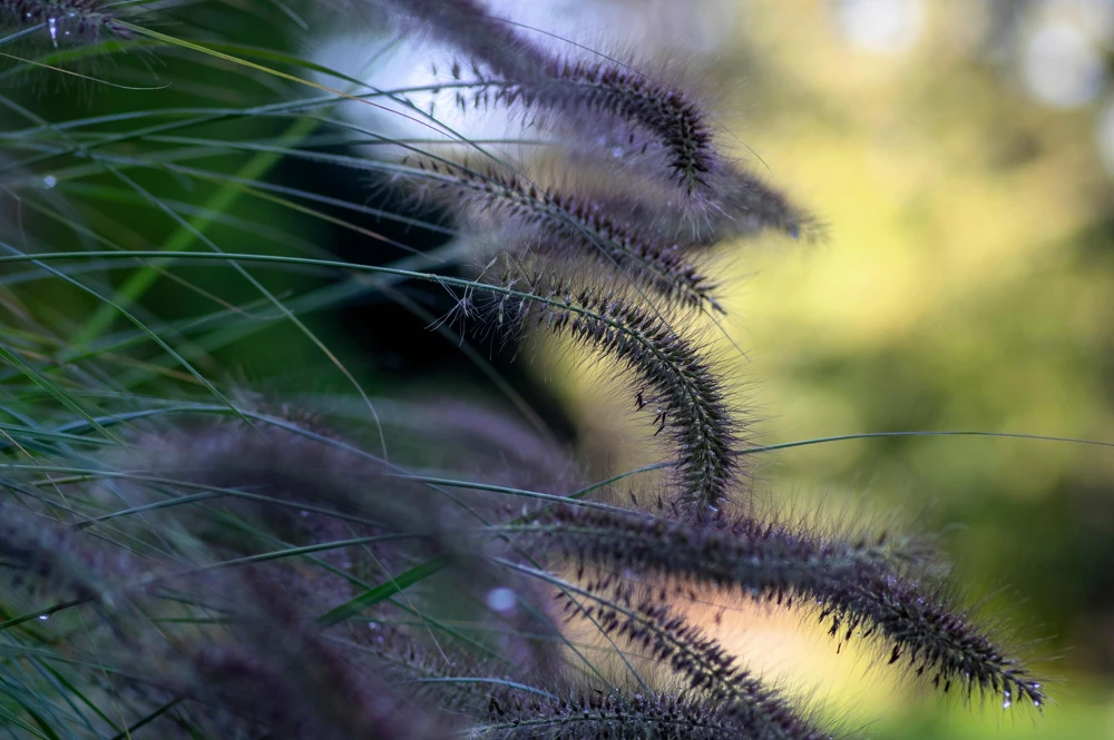 Dwarf Black Fountain Grass Seeds - 10 Count Ornamental Seeds for Zones 5-9 - Image 5