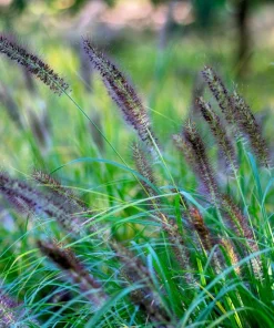 Dwarf Black Fountain Grass Seeds - 10 Count Ornamental Seeds for Zones 5-9 - Image 6