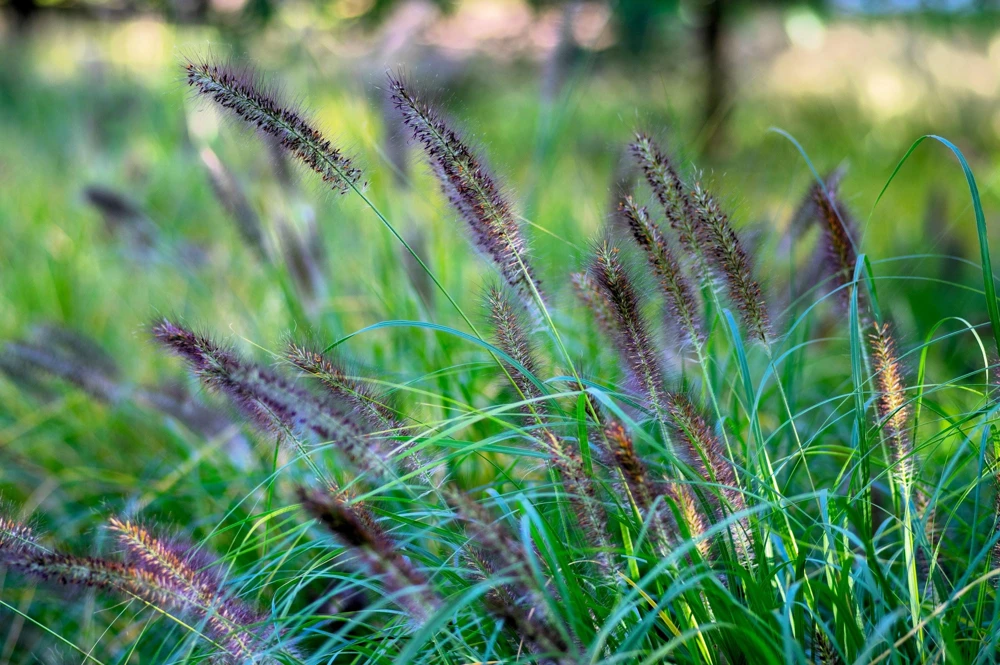 Dwarf Black Fountain Grass Seeds - 10 Count Ornamental Seeds for Zones 5-9 - Image 6