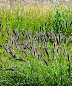 Dwarf Black Fountain Grass Seeds - 10 Count Ornamental Seeds for Zones 5-9 - Image 7