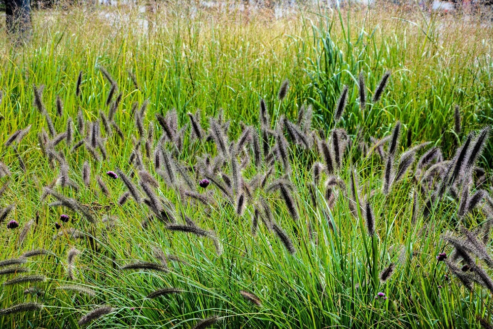 Dwarf Black Fountain Grass Seeds - 10 Count Ornamental Seeds for Zones 5-9 - Image 7