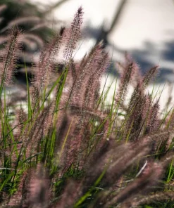 Dwarf Black Fountain Grass Seeds - 10 Count Ornamental Seeds for Zones 5-9 - Image 8