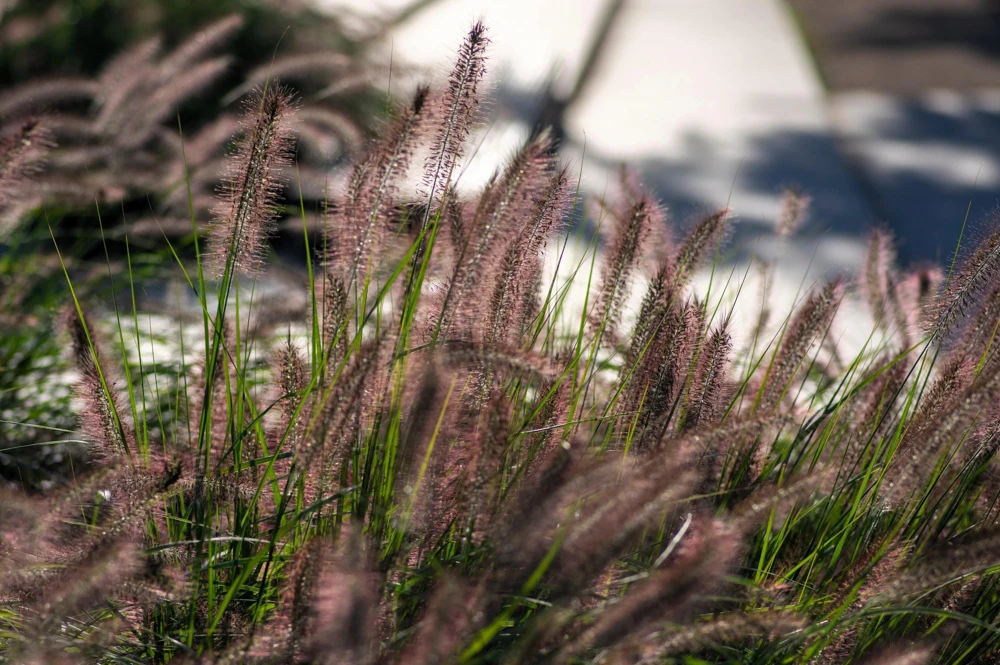 Dwarf Black Fountain Grass Seeds - 10 Count Ornamental Seeds for Zones 5-9 - Image 8