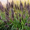 Dwarf Black Fountain Grass Seeds - 10 Count Ornamental Seeds for Zones 5-9 - Image 1