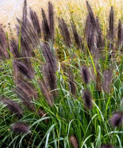 Dwarf Black Fountain Grass Seeds - 10 Count Ornamental Seeds for Zones 5-9 - Image 1