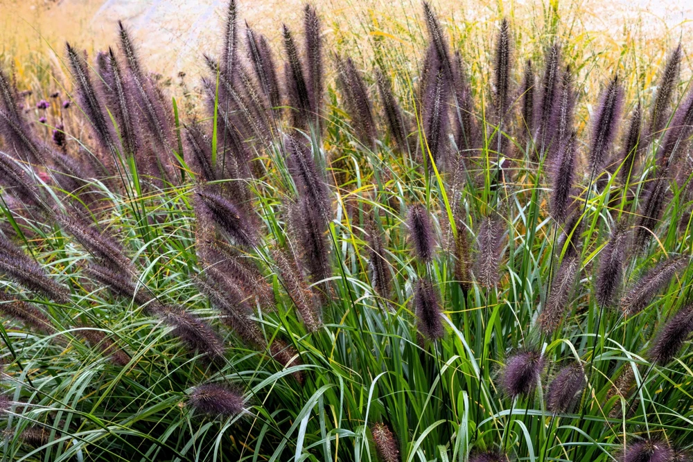 Dwarf Black Fountain Grass Seeds - 10 Count Ornamental Seeds for Zones 5-9 - Image 1