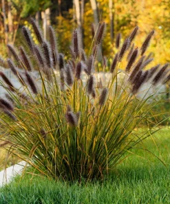 Dwarf Black Fountain Grass Seeds - 10 Count Ornamental Seeds for Zones 5-9 - Image 9