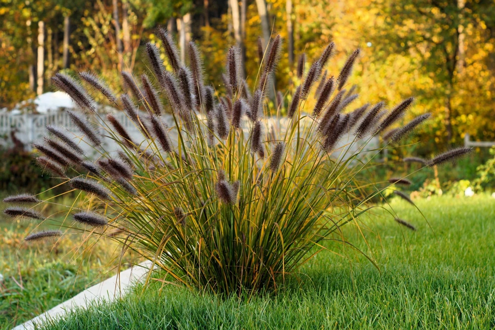 Dwarf Black Fountain Grass Seeds - 10 Count Ornamental Seeds for Zones 5-9 - Image 9