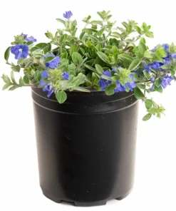 Dwarf Blue Daze 'Beach Bum' Evolvulus Live Plants, 5-9" Tall, 2-Pack, Blue Flowers, Full Sun - Image 2