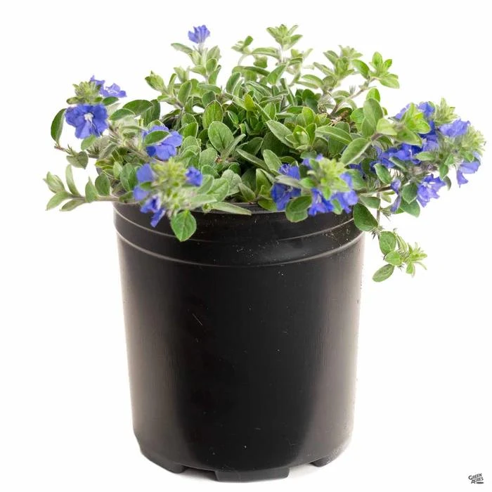 Dwarf Blue Daze 'Beach Bum' Evolvulus Live Plants, 5-9" Tall, 2-Pack, Blue Flowers, Full Sun - Image 2