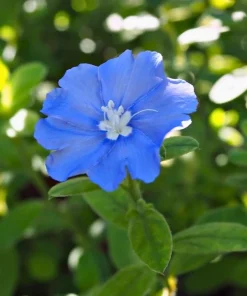 Dwarf Blue Daze 'Beach Bum' Evolvulus Live Plants, 5-9