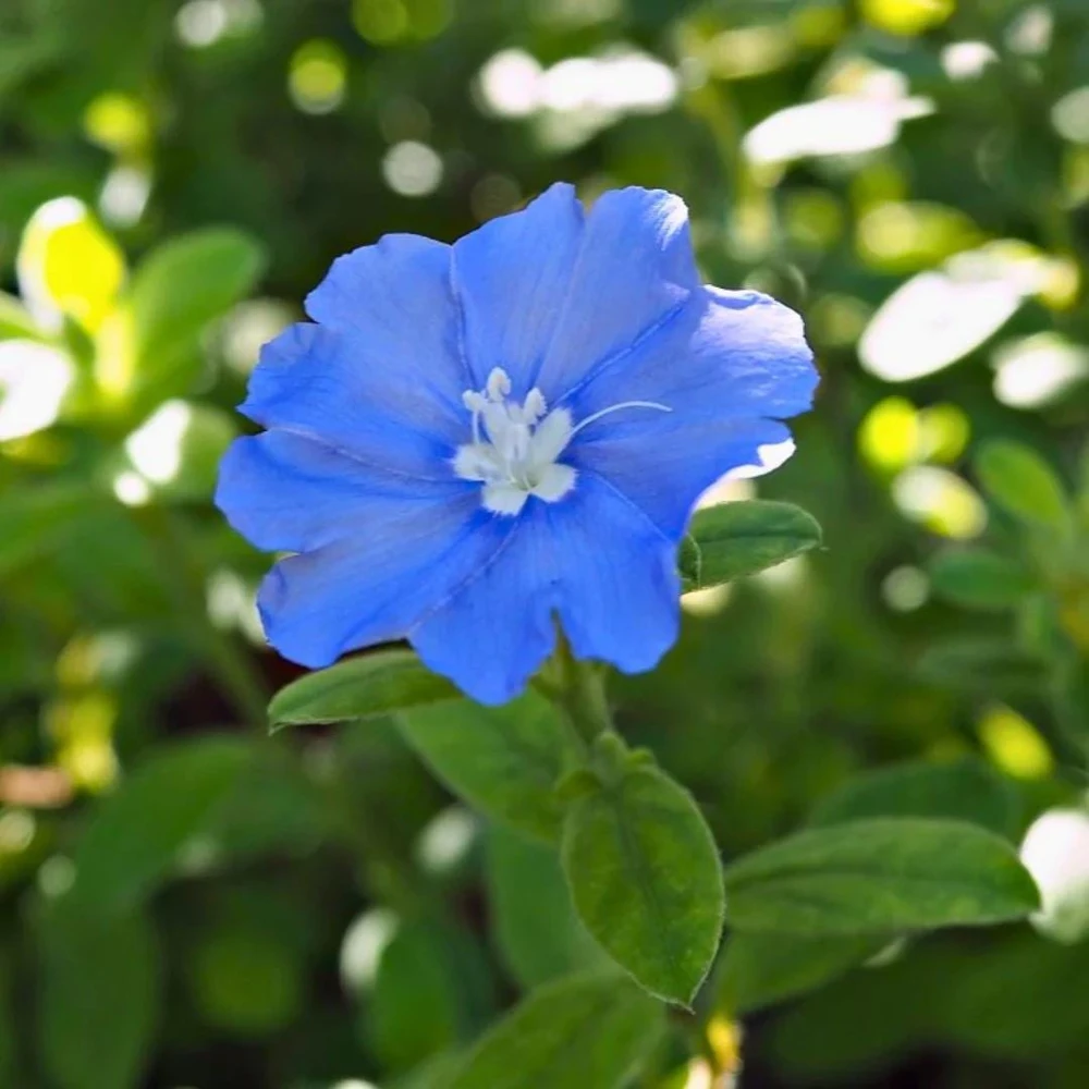 Dwarf Blue Daze 'Beach Bum' Evolvulus Live Plants, 5-9" Tall, 2-Pack, Blue Flowers, Full Sun - Image 3