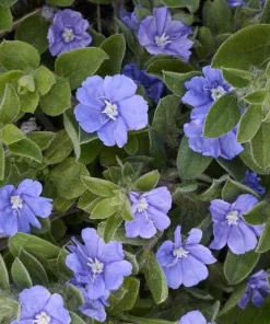 Dwarf Blue Daze 'Beach Bum' Evolvulus Live Plants, 5-9