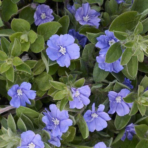 Dwarf Blue Daze 'Beach Bum' Evolvulus Live Plants, 5-9" Tall, 2-Pack, Blue Flowers, Full Sun - Image 4
