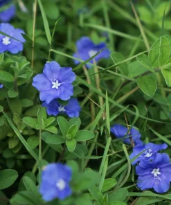 Dwarf Blue Daze 'Beach Bum' Evolvulus Live Plants, 5-9