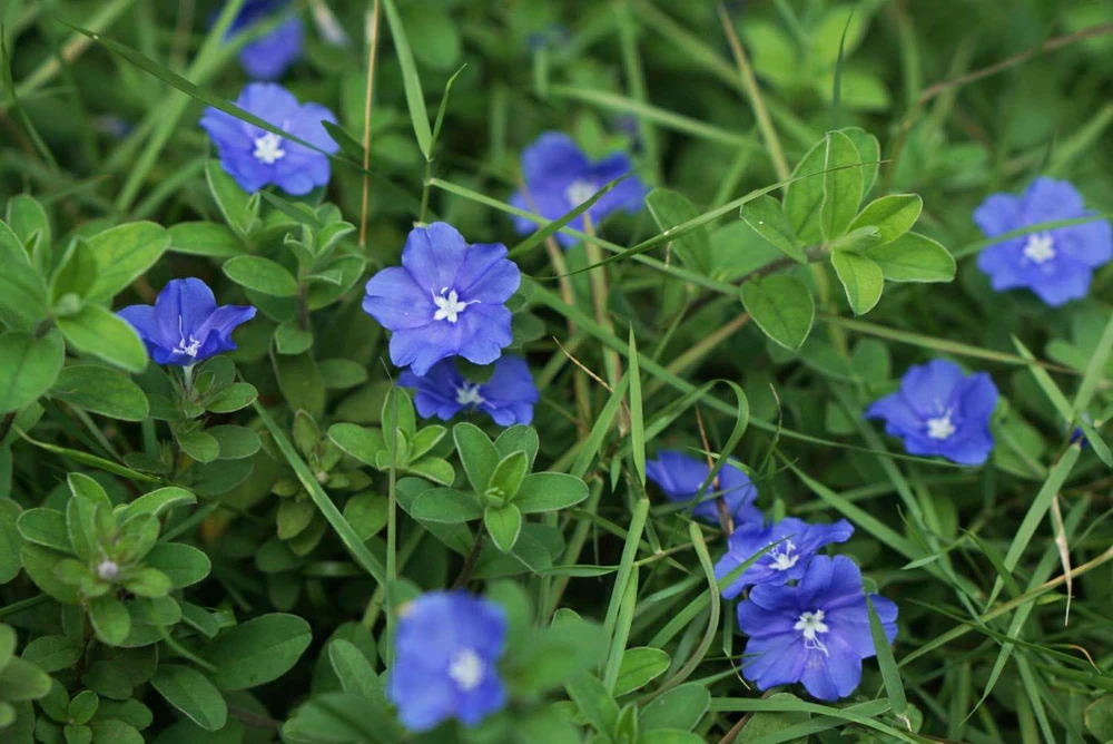 Dwarf Blue Daze 'Beach Bum' Evolvulus Live Plants, 5-9" Tall, 2-Pack, Blue Flowers, Full Sun - Image 5