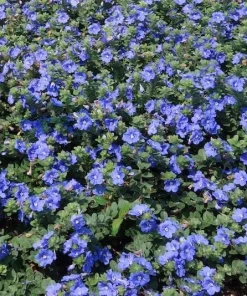 Dwarf Blue Daze 'Beach Bum' Evolvulus Live Plants, 5-9