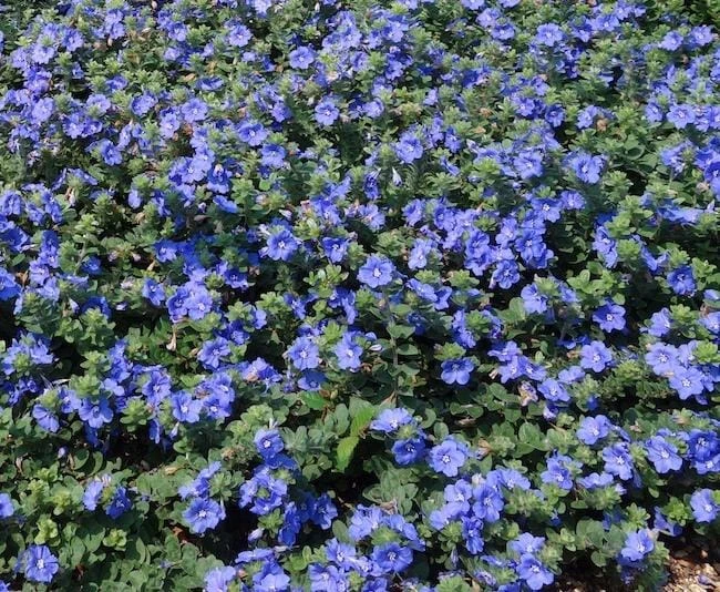 Dwarf Blue Daze 'Beach Bum' Evolvulus Live Plants, 5-9" Tall, 2-Pack, Blue Flowers, Full Sun - Image 6
