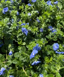 Dwarf Blue Daze 'Beach Bum' Evolvulus Live Plants, 5-9