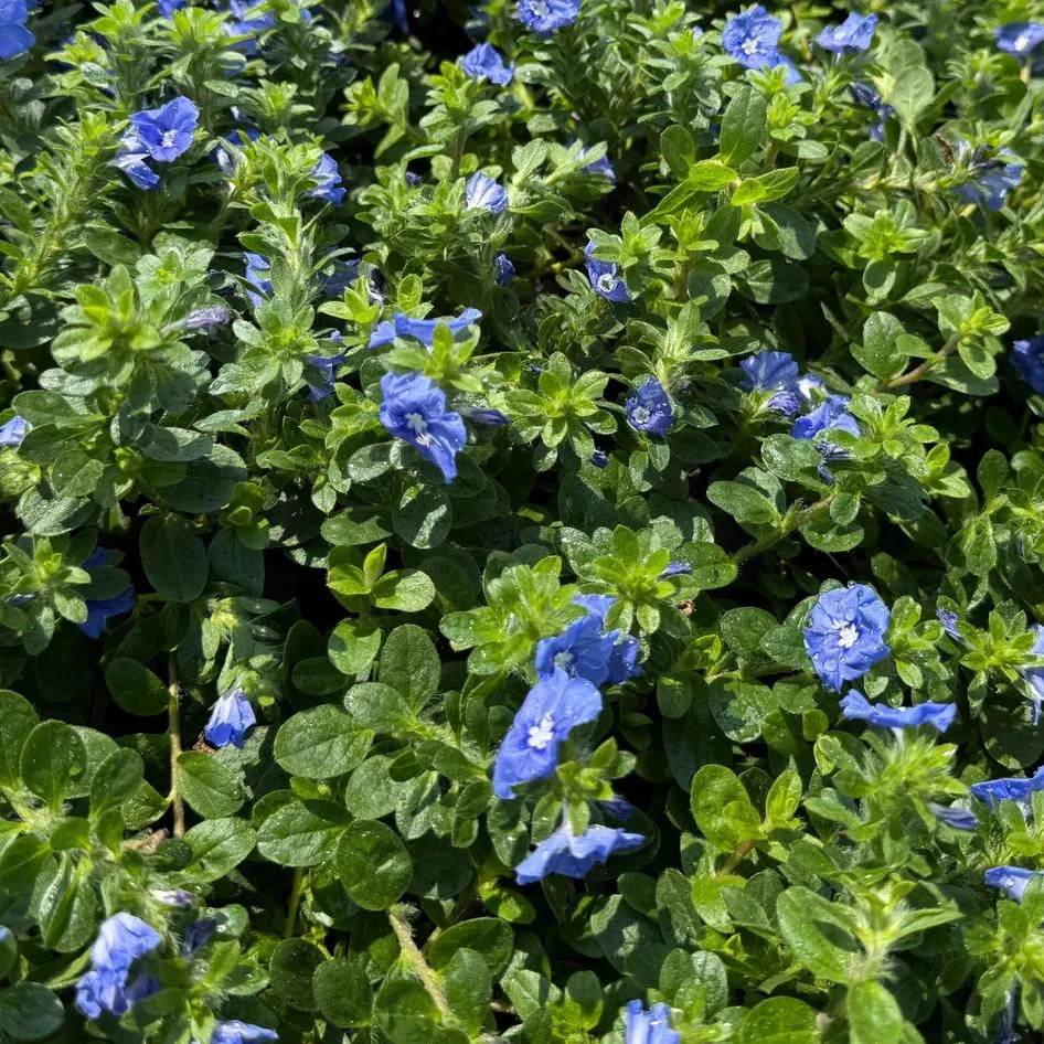 Dwarf Blue Daze 'Beach Bum' Evolvulus Live Plants, 5-9" Tall, 2-Pack, Blue Flowers, Full Sun - Image 7