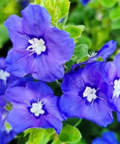 Dwarf Blue Daze 'Beach Bum' Evolvulus Live Plants, 5-9" Tall, 2-Pack, Blue Flowers, Full Sun - Image 1
