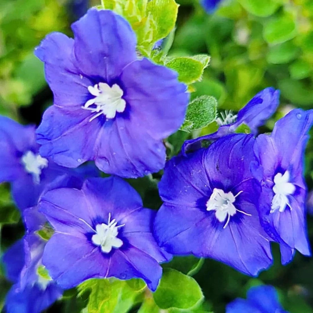 Dwarf Blue Daze 'Beach Bum' Evolvulus Live Plants, 5-9" Tall, 2-Pack, Blue Flowers, Full Sun - Image 1