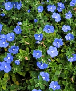 Dwarf Blue Daze 'Beach Bum' Evolvulus Live Plants, 5-9