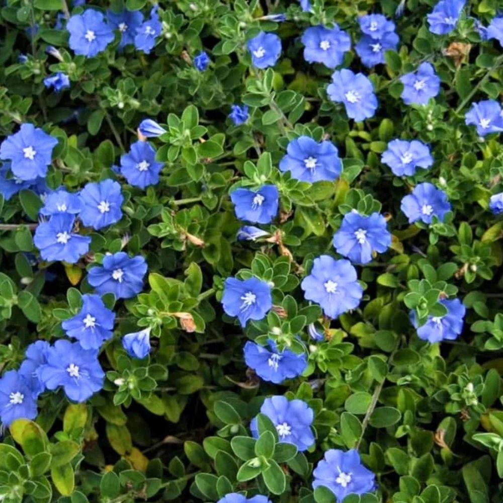Dwarf Blue Daze 'Beach Bum' Evolvulus Live Plants, 5-9" Tall, 2-Pack, Blue Flowers, Full Sun - Image 8