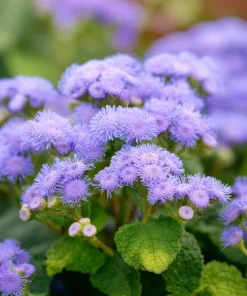 Dwarf Blue Mink Ageratum Seeds – 120 Seeds, Fluffy Blue Blooms, Pollinator Friendly - Image 2