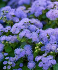 Dwarf Blue Mink Ageratum Seeds – 120 Seeds, Fluffy Blue Blooms, Pollinator Friendly - Image 1