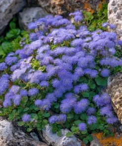 Dwarf Blue Mink Ageratum Seeds – 120 Seeds, Fluffy Blue Blooms, Pollinator Friendly - Image 3