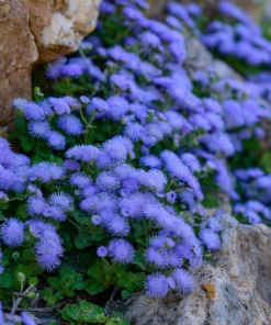 Dwarf Blue Mink Ageratum Seeds – 120 Seeds, Fluffy Blue Blooms, Pollinator Friendly - Image 4