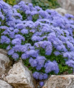 Dwarf Blue Mink Ageratum Seeds – 120 Seeds, Fluffy Blue Blooms, Pollinator Friendly - Image 5