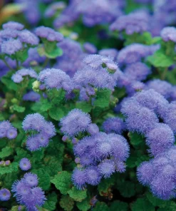 Dwarf Blue Mink Ageratum Seeds – 120 Seeds, Fluffy Blue Blooms, Pollinator Friendly - Image 6