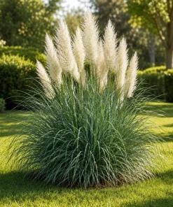Dwarf Blue Pampas Grass Live Plant 4-6 Inch Tall - Ornamental Perennial - Image 2