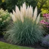 Dwarf Blue Pampas Grass Live Plant 4-6 Inch Tall - Ornamental Perennial - Image 1