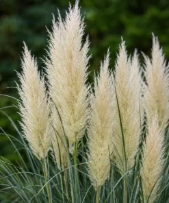 Dwarf Blue Pampas Grass Live Plant 4-6 Inch Tall - Ornamental Perennial - Image 3