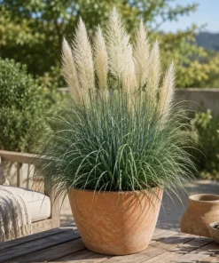 Dwarf Blue Pampas Grass Live Plant 4-6 Inch Tall - Ornamental Perennial - Image 4