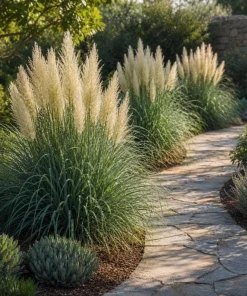 Dwarf Blue Pampas Grass Live Plant 4-6 Inch Tall - Ornamental Perennial - Image 5