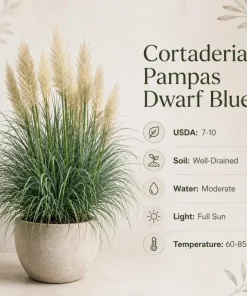 Dwarf Blue Pampas Grass Live Plant 4-6 Inch Tall - Ornamental Perennial - Image 6