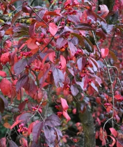 Dwarf Burning Bush Bare Root Plants – 5-Pack, 6-12 inches, Vibrant Red Fall Color, Outdoor Shrub - Image 2