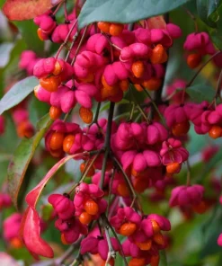 Dwarf Burning Bush Bare Root Plants – 5-Pack, 6-12 inches, Vibrant Red Fall Color, Outdoor Shrub - Image 4