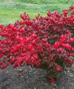 Dwarf Burning Bush Bare Root Plants – 5-Pack, 6-12 inches, Vibrant Red Fall Color, Outdoor Shrub - Image 5