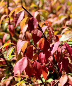 Dwarf Burning Bush Bare Root Plants – 5-Pack, 6-12 inches, Vibrant Red Fall Color, Outdoor Shrub - Image 7