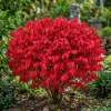 Dwarf Burning Bush Bare Root Plants – 5-Pack, 6-12 inches, Vibrant Red Fall Color, Outdoor Shrub - Image 1