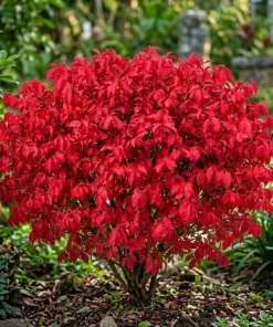 Dwarf Burning Bush Bare Root Plants – 5-Pack, 6-12 inches, Vibrant Red Fall Color, Outdoor Shrub - Image 1